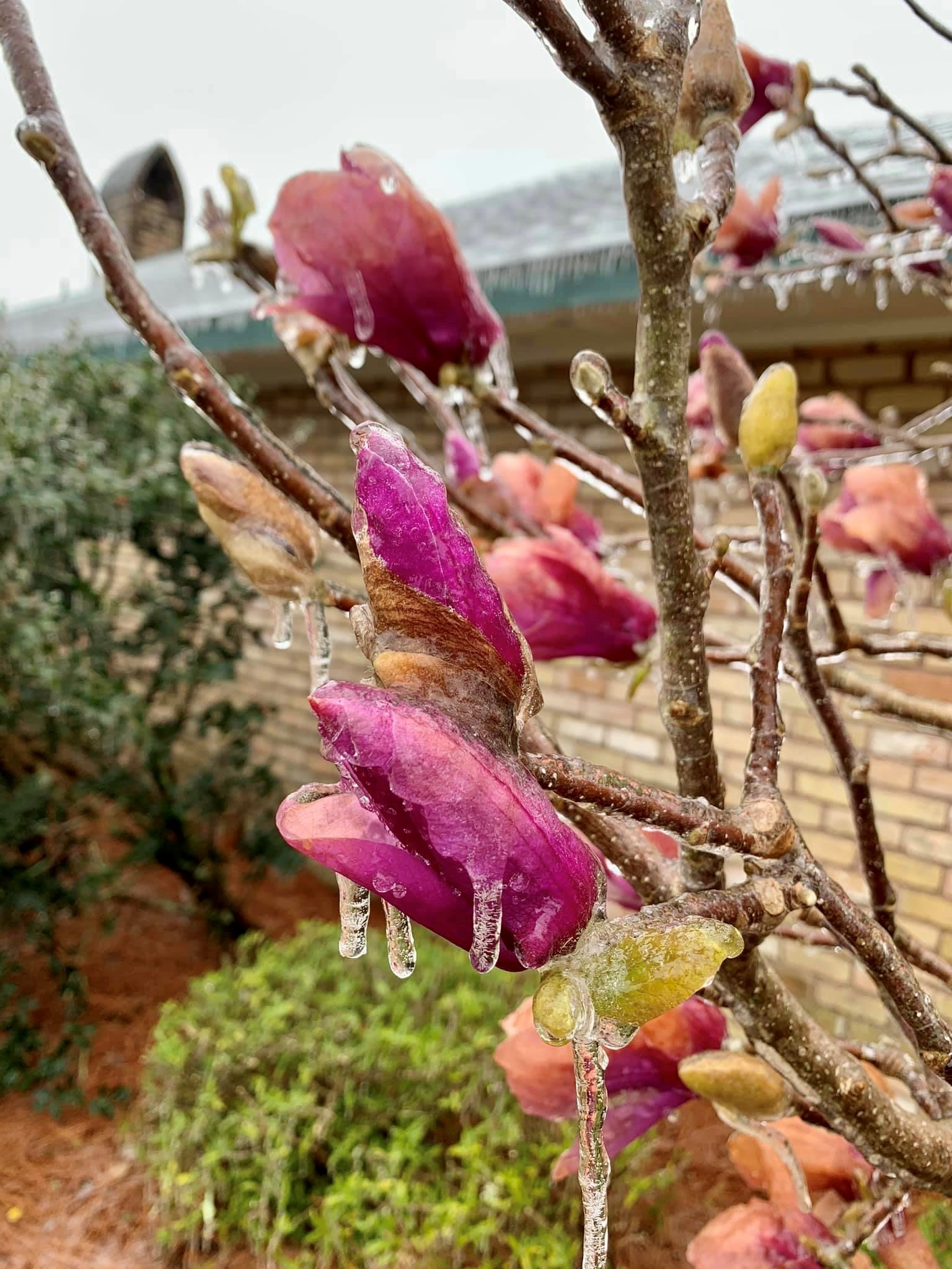 Hold off on pruning freeze-damaged plants